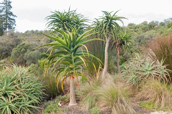 Aloes cerca de Stellenbosch — Foto de Stock