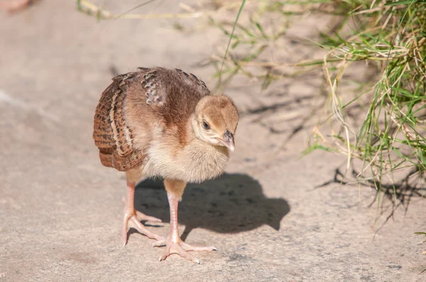 Peachick. — Foto de Stock