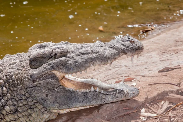 Coccodrillo del Nilo — Foto Stock