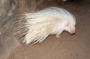 Albino Cape kirpi