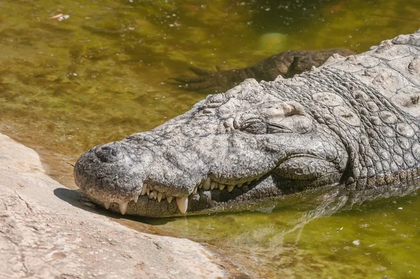 Nilo coccodrillo addormentato — Foto Stock