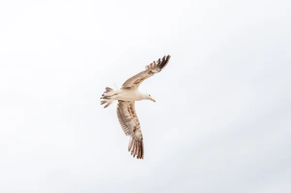 Altísima gaviota Kelp —  Fotos de Stock