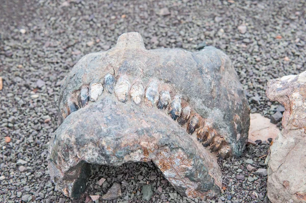 Mandíbula y dientes de un Bradysaurus —  Fotos de Stock
