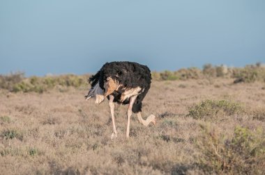 Devekuşu Karoo Milli Parkı 