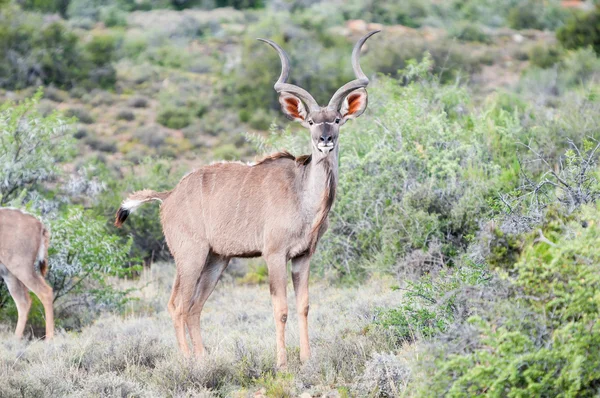 Nagy Kudu bika — Stock Fotó