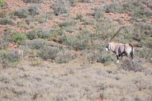 Oryx o gemsbok en el Parque Nacional Karoo — Foto de Stock