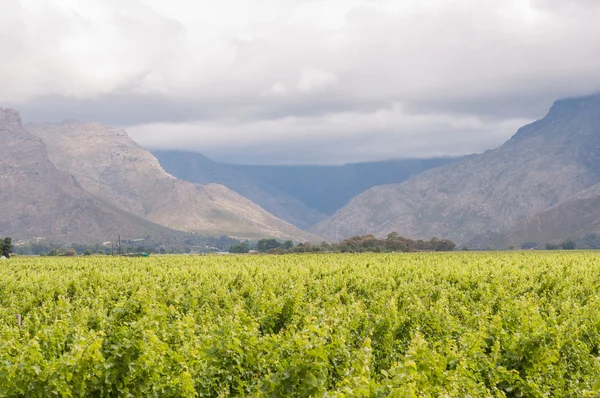 Vista a través de viñedos a las montañas Hawequas — Foto de Stock
