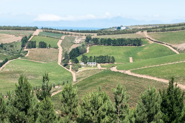 View of a wine farm near Sir Lowrys Pass — Stock Photo, Image