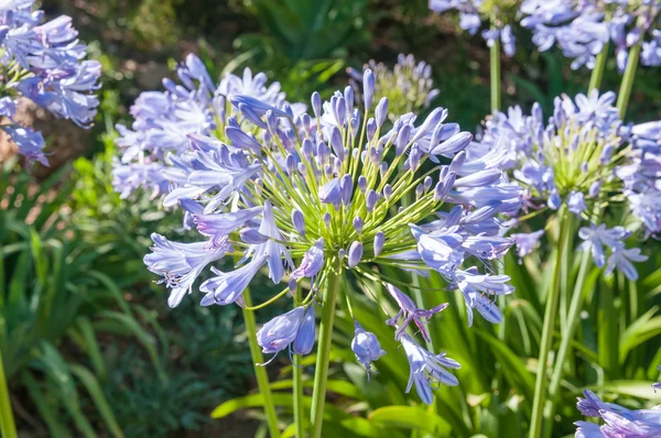 Agapanthus çiçekleri