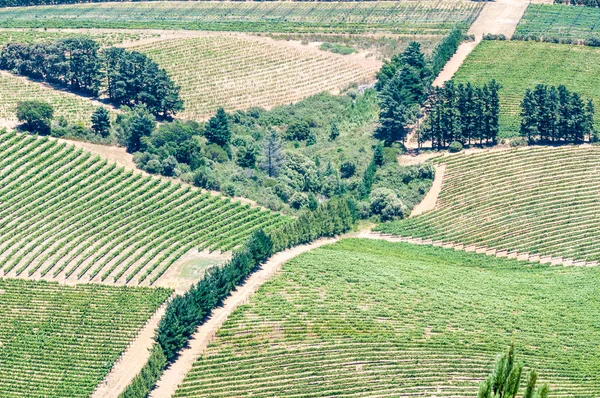 Vista de viñedos cerca de Somerset West, Sudáfrica — Foto de Stock