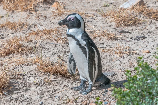 Afrikanska penguin — Stockfoto