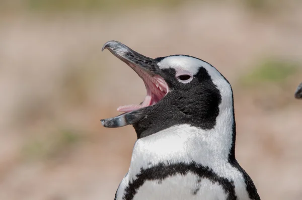 Pingüinos africanos —  Fotos de Stock