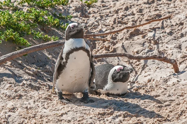 Afrikaanse pinguïns — Stockfoto