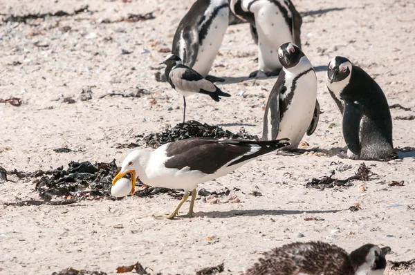 Гулл краде яйце пінгвіна — стокове фото