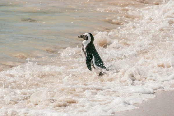 Afrikaanse pinguïn — Stockfoto