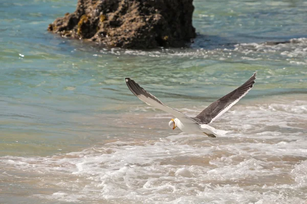 Gull stealing penguin egg — Stock Photo, Image