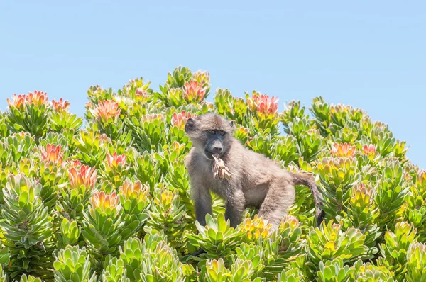 Babuino Chacma en un arbusto de protea — Foto de Stock