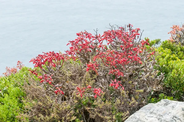 Flowers of a botterboom or butter tree — Stock Photo, Image