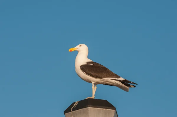 Kelp Gull on a lamp post — Stock Photo, Image