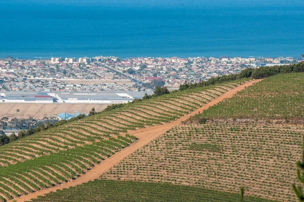 Vineyards with Somerset West and Gordons Bay in the back — Stock Photo, Image