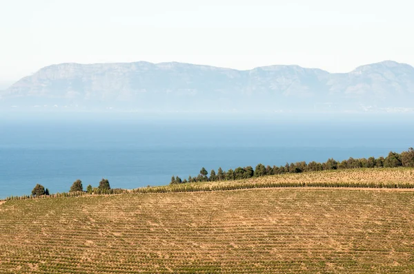 Vineyards against backdrop of False Bay and Kalk Bay Mountains — Stock Photo, Image