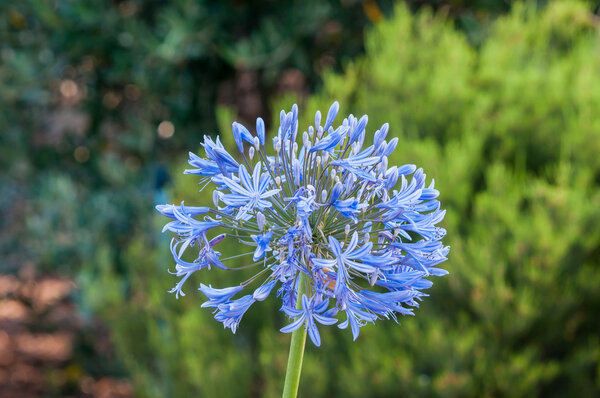 Flower of an agaphantus plant