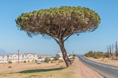 Somerset West çam ağacı