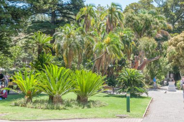 Sikas palmiye ve palmiye ağaçları şirket bahçesinde