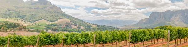 Panoramic view of vineyards near Stellenbosch — Stock Photo, Image