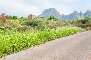 Bir yol hattı beyaz agapanthus çiçekleri ve çeşitli fynbos türler