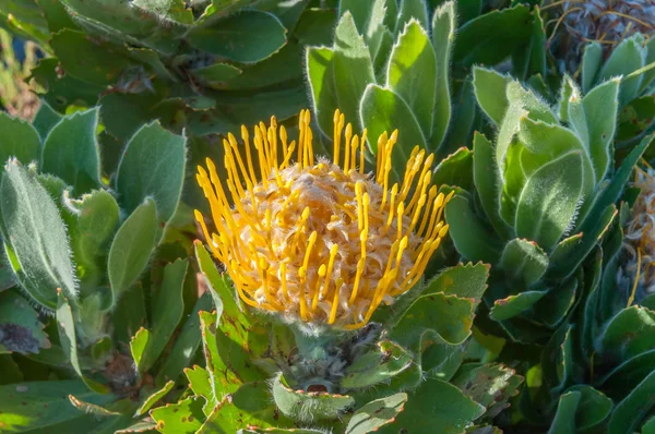 Sarı iğnelik protea çalı — Stok fotoğraf