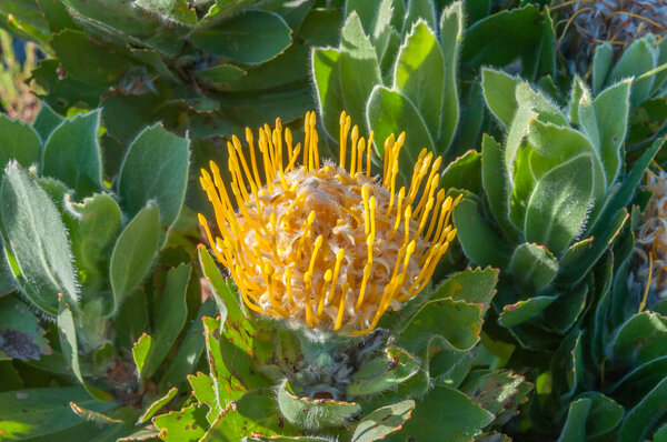 Yellow pincushion protea shrub 