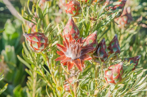 Protea fleur — Photo