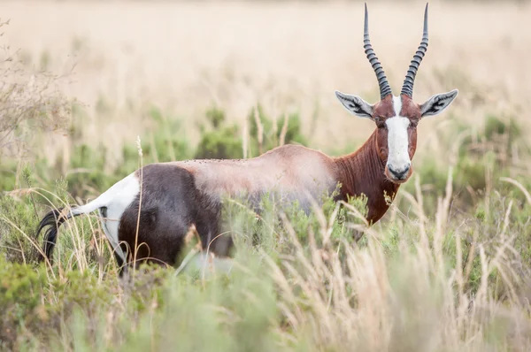 Bontebok. — Fotografia de Stock