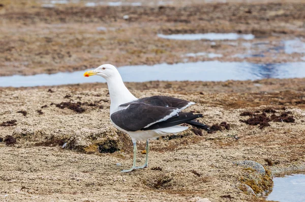 Kelp Gull on rocks — Stock Photo, Image