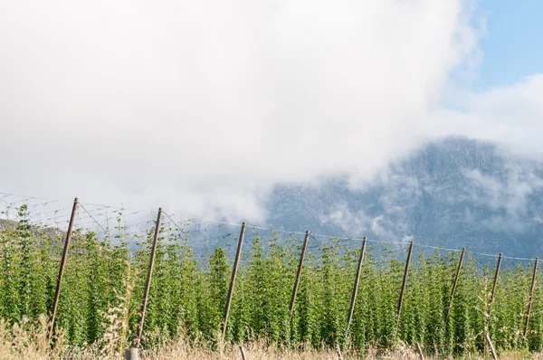 Hops growing near Herold, a small village at the top of the Mont — Stock Photo, Image