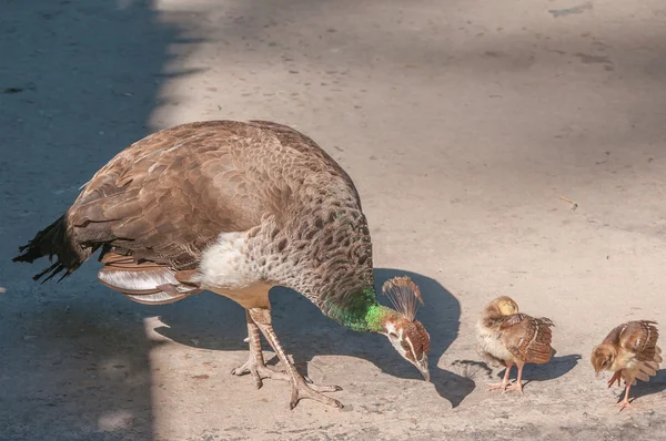 İki Peachicks ve Peahen — Stok fotoğraf