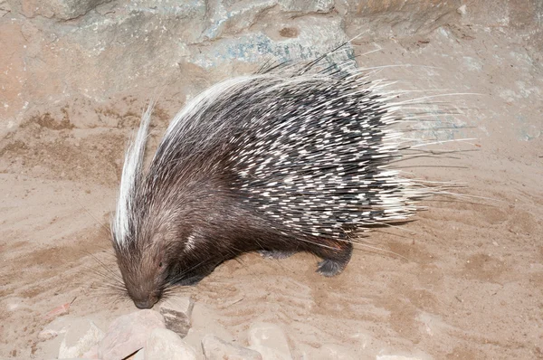 Cape porcupine — Stock Photo, Image