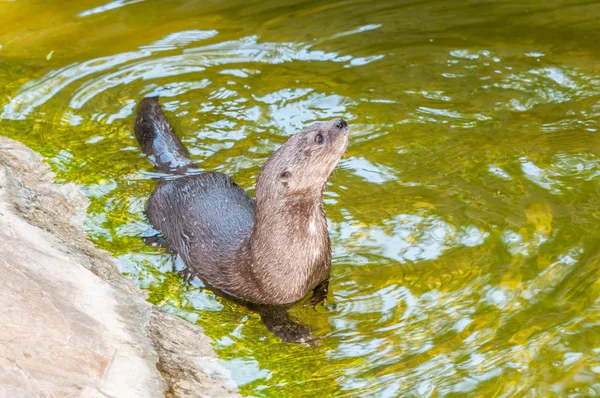 Spotted-necked otter — Stock Photo, Image
