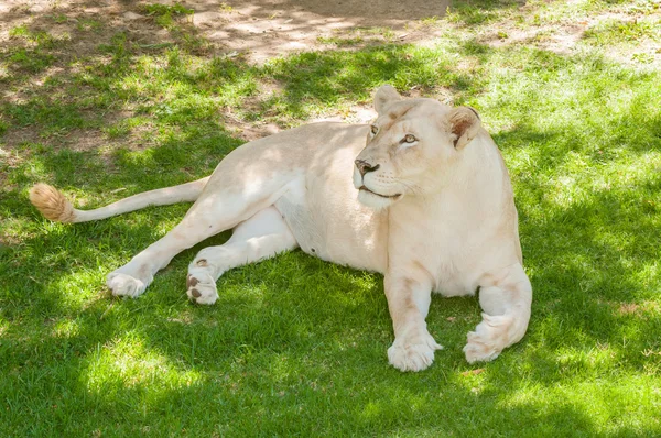 Weiße Löwin — Stockfoto