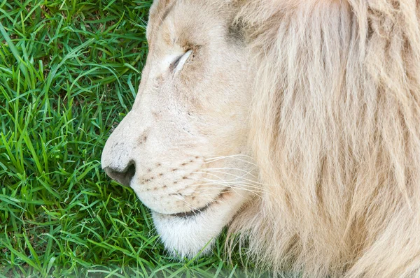 Nahaufnahme eines schlafenden weißen Löwen — Stockfoto
