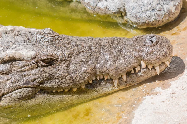 Primo piano del volto di un coccodrillo del Nilo — Foto Stock