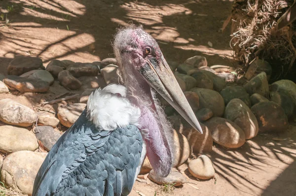 Marabou stork närbild — Stockfoto