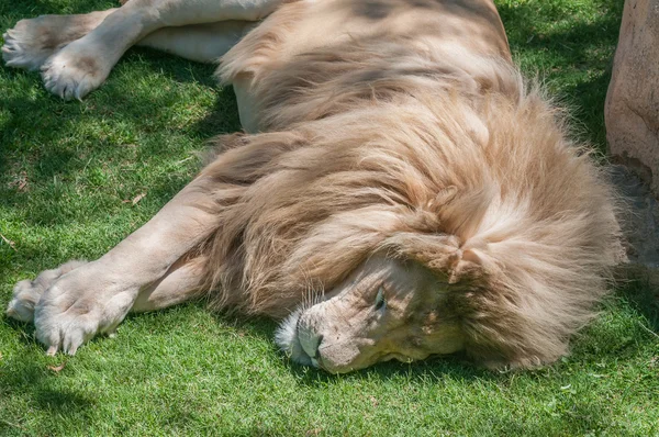 Schlafender weißer Löwe — Stockfoto