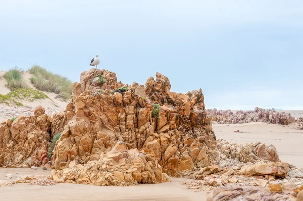 Kelp Gull on rock formations — Stock Photo, Image