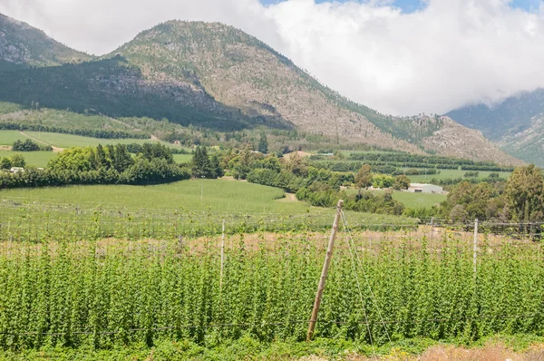 Hops next to the road above the Outeniqua Pass — Stock Photo, Image