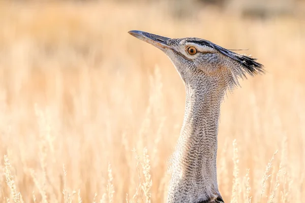 アフリカオオノガン、Kgalagadi 国境公園、南アフリカ共和国の。できる最大の鳥は空を飛ぶ — ストック写真