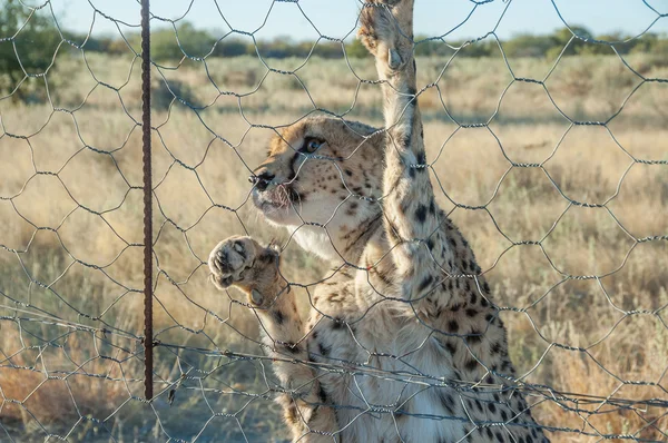 Cheetah in captivity — Stock Photo, Image