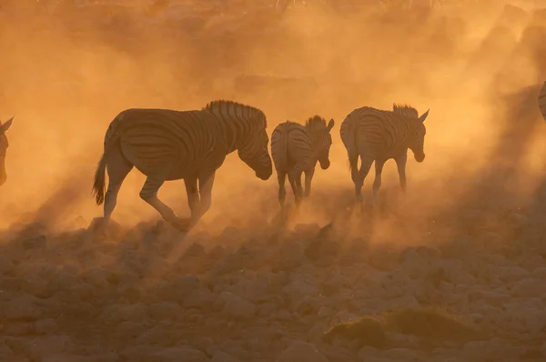 Zebras caminhando em um pôr do sol empoeirado — Fotografia de Stock