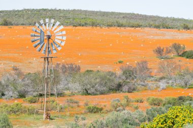 Windpump halı Skilpad, çiçeklerin içinde